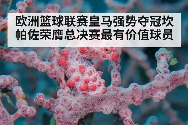 欧洲篮球联赛皇马强势夺冠坎帕佐荣膺总决赛最有价值球员